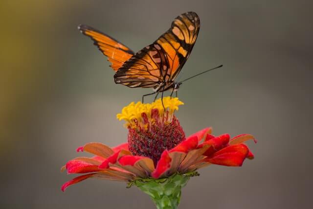 butterfly perced on a flower