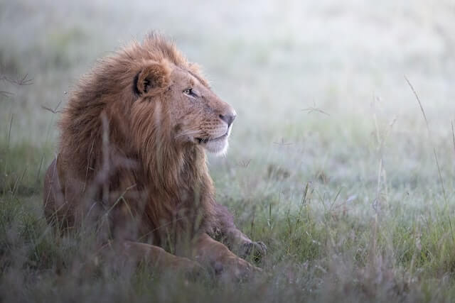male lion on green grass