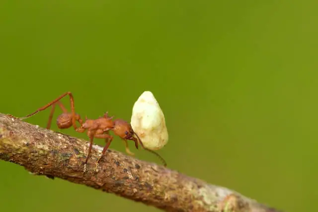 red ant carrying heavy load