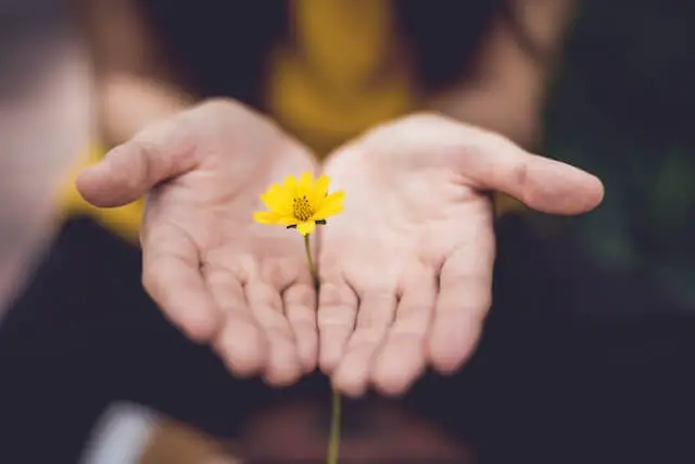 person holding yellow flower