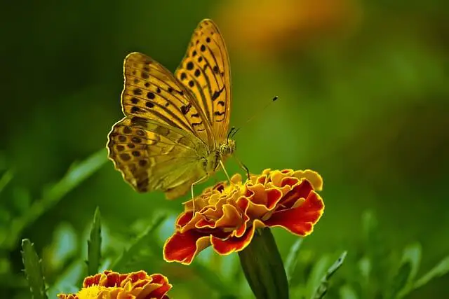 yellow and black butterfly on a orange flower