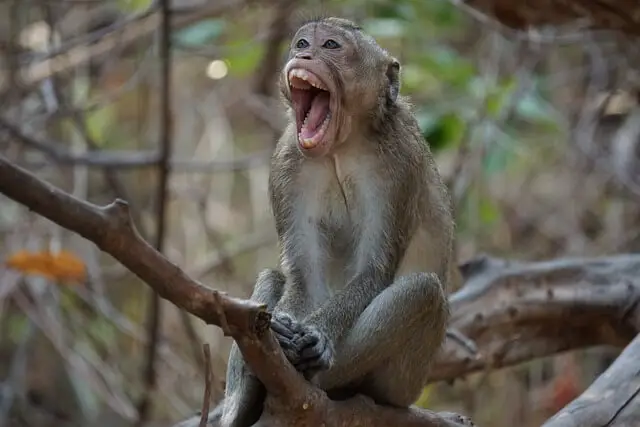 monkey sitting on a tree and laughing