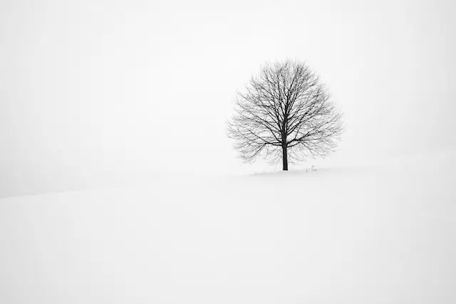 tree surrounded with snow