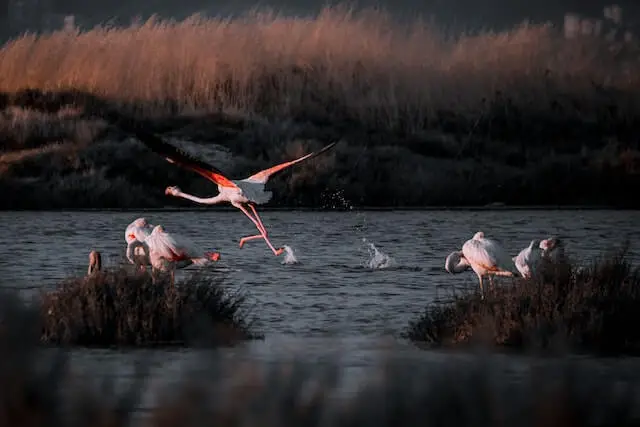 flamingos in a lake