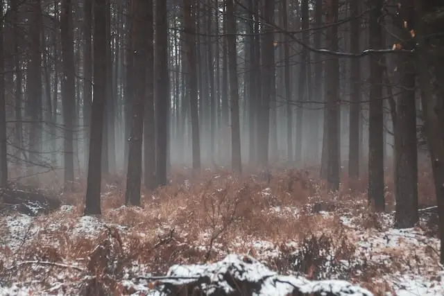forrest covered in snow and fog