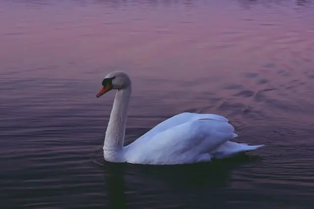 white swan in a purplish water