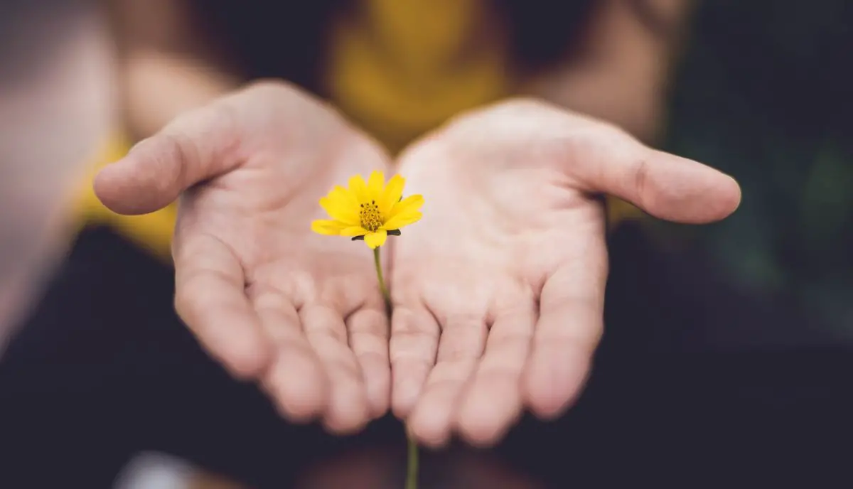 person holding small yellow flower