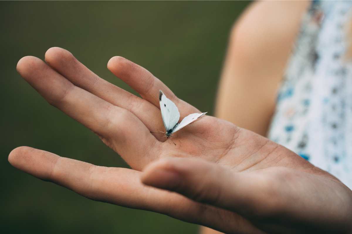 Meanings of a Butterfly Landing on You